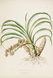 Illustration von Mormodes maculata var. maculata (als syn. Mormodes pardina)